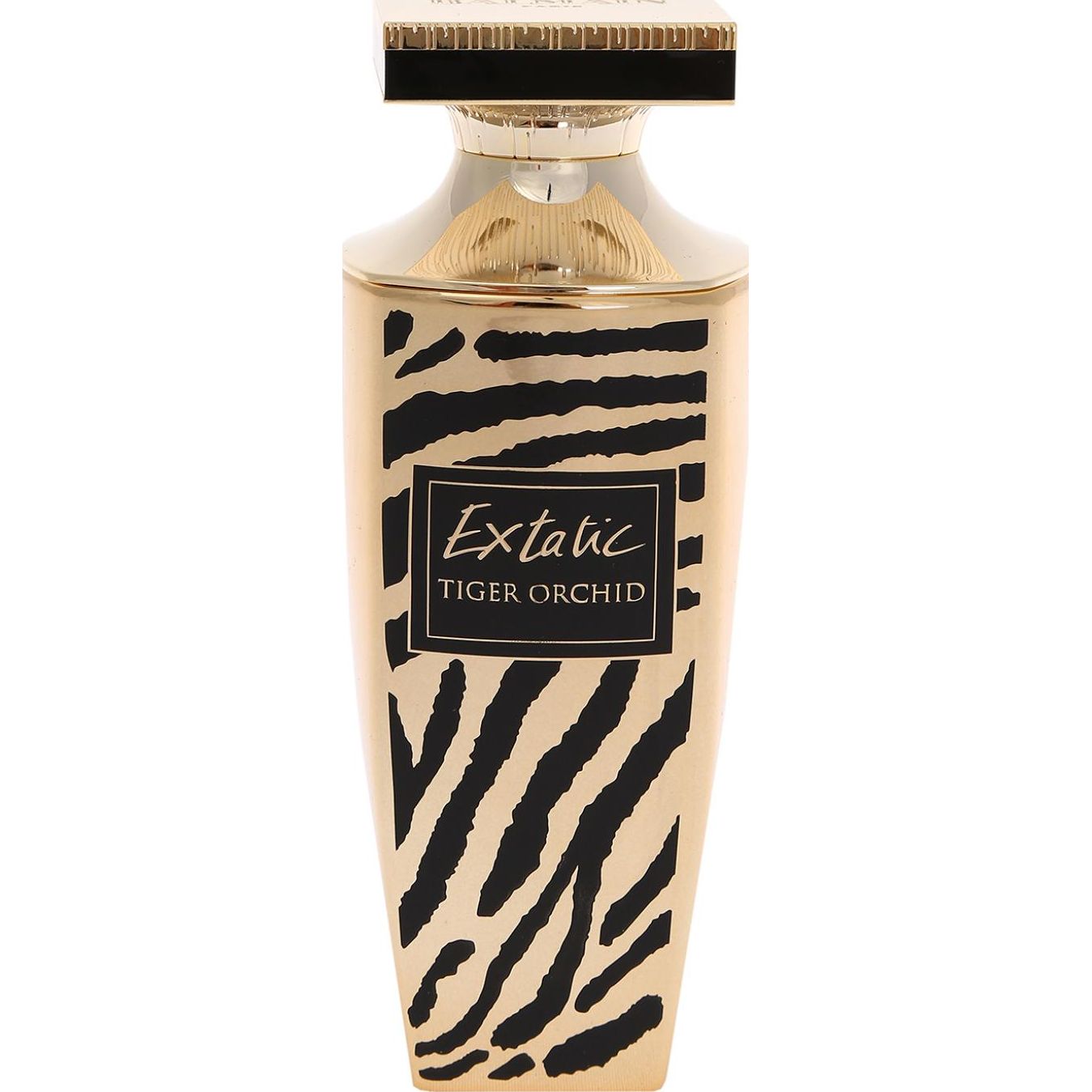 Extatic TIGER ORCHID