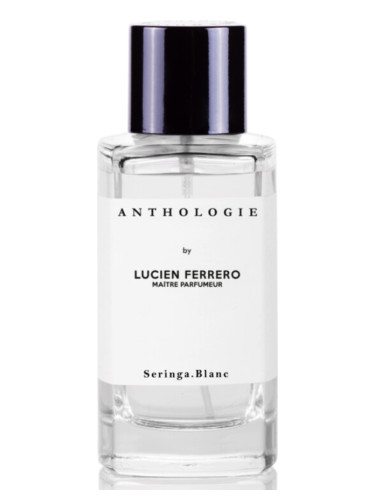 SERINGA BLANC